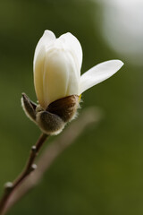 Magnolia blossom on a branch. Blooming flower of white magnolia tree on a blurred background. Close-up