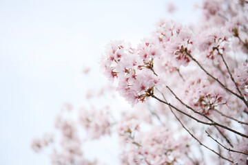 twig of Japanese cherry in bloom in spring. seasonal floral background