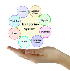 Presenting Components of  Endocrine System