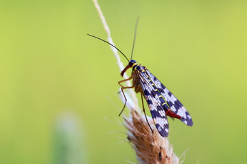 scorpion butterfly fly insect in the grass nature