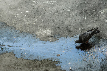 A pigeon drinking from a dirty puddle. A bird drinks the waste of an oil refinery