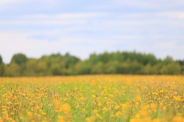 Obraz premium wild yellow flowers in a field landscape