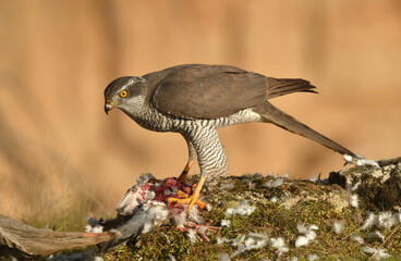 azor en el campo con una presa entre las garras