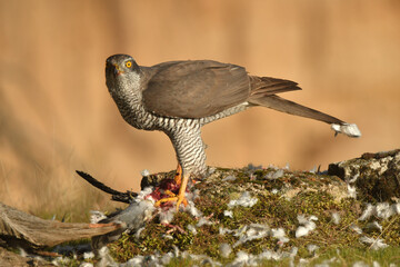 azor en el campo con una presa entre las garras