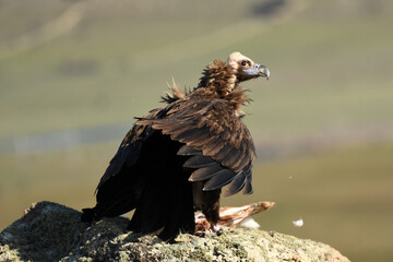 buitres en la campiña