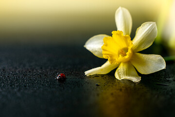 a ladybug next to a daffodil crawls in drops of water