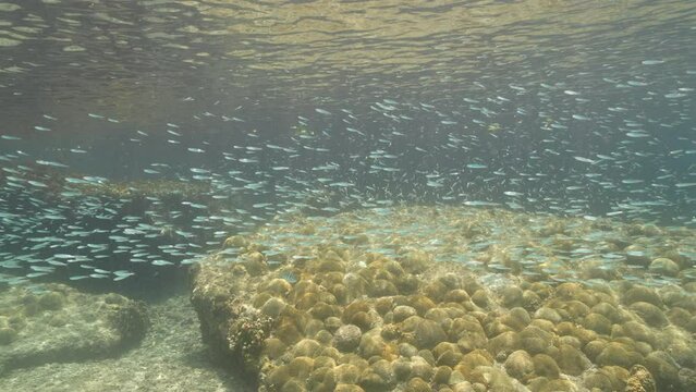 4K 120 fps Super Slow Motion: Seascape with juvenile School of Fish in the shallow water of the coral reef, Caribbean Sea, Curacao