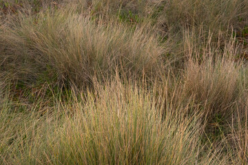 Thick field grass on the ocean shore