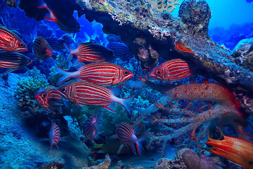 coral fish in the red sea underwater photo
