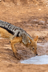 Black-backed Jackal, Addo Elephant National Park