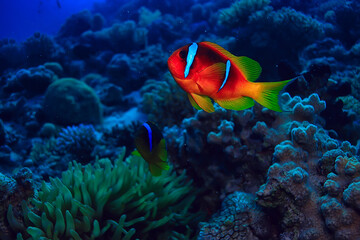 anemone fish, clown underwater orange fish sea background aquarium