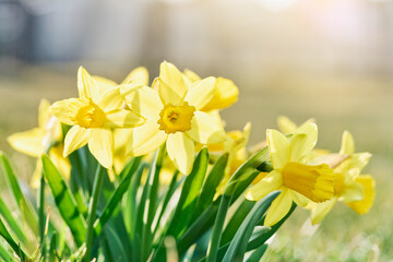 Jonquil in meadow. Spring flower and defocused nature background