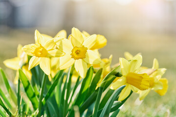 Obraz premium Jonquil in meadow. Spring flower and defocused nature background