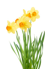 Obraz premium Jonquil flower isolated on white background. 