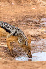 Black-backed Jackal, Addo Elephant National Park