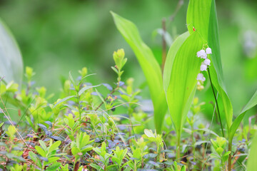 lilies of the valley leaves green background, nature fresh green garden texture