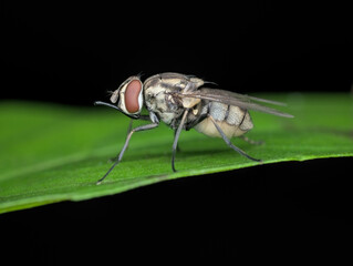 Stable flies with long mouth sucker on the leaf