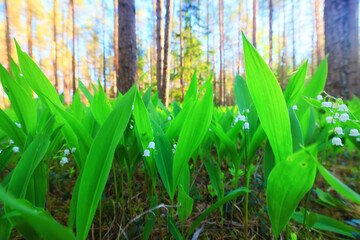 Obraz premium lilies of the valley landscape in the forest background, view of the forest green season