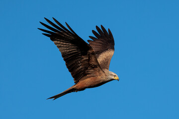 Black kite (Milvus migrans). Bird in its natural environment.