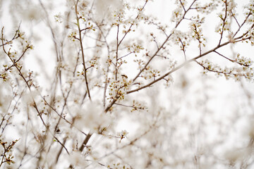 Branches of blossoming in white tree macro with soft focus on gentle light white sky background in sunlight with copy space. A bee is collecting honey. Beautiful floral image of spring nature.