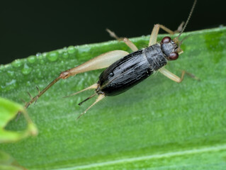 bush wild cricket with losing one leg on the leaf