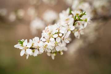 Branches of blossoming in white tree macro with soft focus on the background. Beautiful floral image of spring nature.