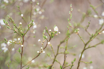 Blooming branches and buds in a macro of white wood with a soft focus on the background. Beautiful floral image of spring nature.