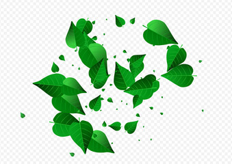 Lime Leaves Spring Vector Transparent Background