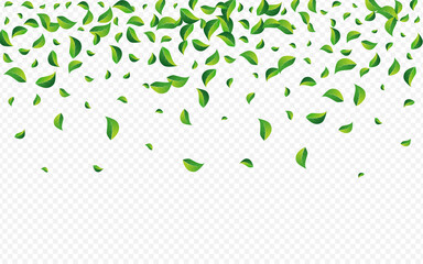 Mint Foliage Ecology Vector Transparent