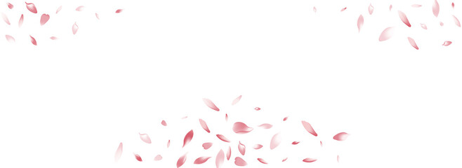 Obraz premium Pastel Sakura Petal Vector White Background.