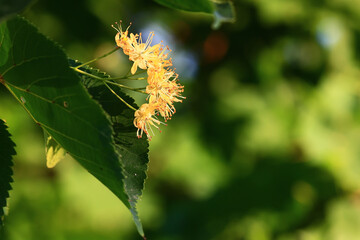 linden flowers macro on a branch spring flower