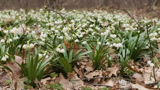 The first spring snowflake and alpine squill flowers also called loddon lily or leucojum vernum on the river bank. Spring blooming flowers on the meadow on the bank of the river.