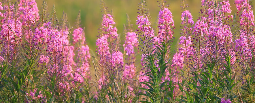 fireweed background pink flowers ivan tea
