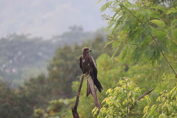 An Indian Black Kite looking sideways, perched on a dry tree branch among green trees around.