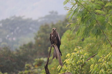 An Indian Black Kite looking straight, perched on a dry tree branch among green trees around.