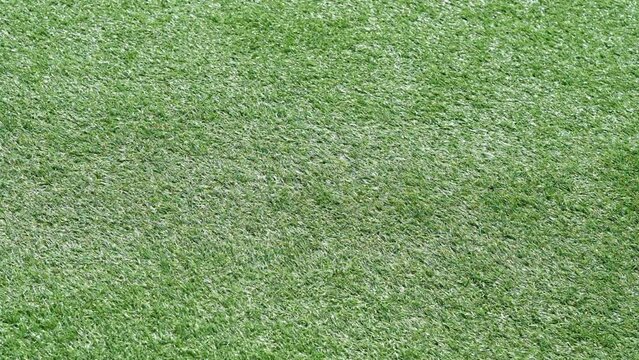 Green grass background, football field

