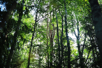 Obraz premium Spring nature background. Greenery of trees and grasses on a sunny spring morning. Forest landscape.