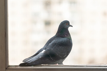 Portrait of a wild pigeon sitting on a windowsill