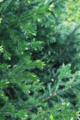 Fir branches with cones. Pinery. Trees in the forest. Glare of the sun.