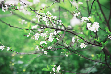 White flowers on a green bush. The white rose is blooming. Spring cherry apple blossom.