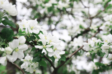 White flowers on a green bush. The white rose is blooming. Spring cherry apple blossom.