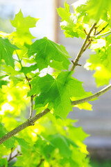 Spring nature background. Greenery of trees and grasses on a sunny spring morning. Forest landscape.