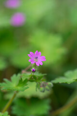 Violet wild flower Hepatica nobilis growing in the middle of the forest in the spring.