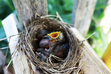 Bird's nest with bird in early summer. Eggs and chicks of a small bird. Starling. Feeds the chicks.