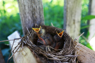 Bird's nest with bird in early summer. Eggs and chicks of a small bird. Starling. Feeds the chicks.