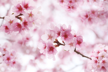 Fototapeta na wymiar floral beautiful background on pink cherry blossom