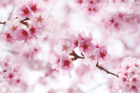 floral beautiful background on pink cherry blossom
