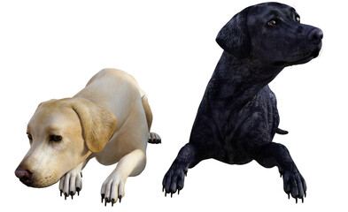 Obraz premium Illustration of two labradors one black one white lying together