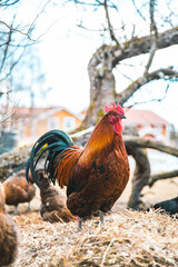 A rooster on a hill with his chickens
