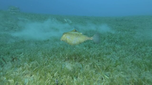 Boxfish swim above sandy bottom covered vith green seagrass, Thornback Boxfish or Camel Cowfish - Tetrosomus gibbosus. Red sea, Egypt